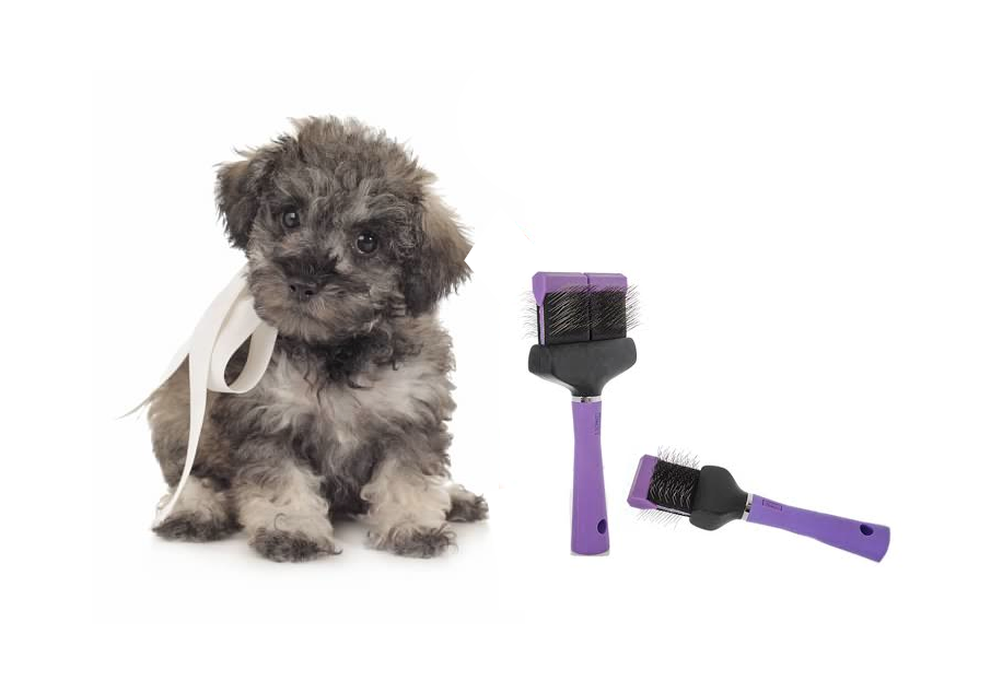 HELP My Doodle Has Mats Teddybear Schnoodles
